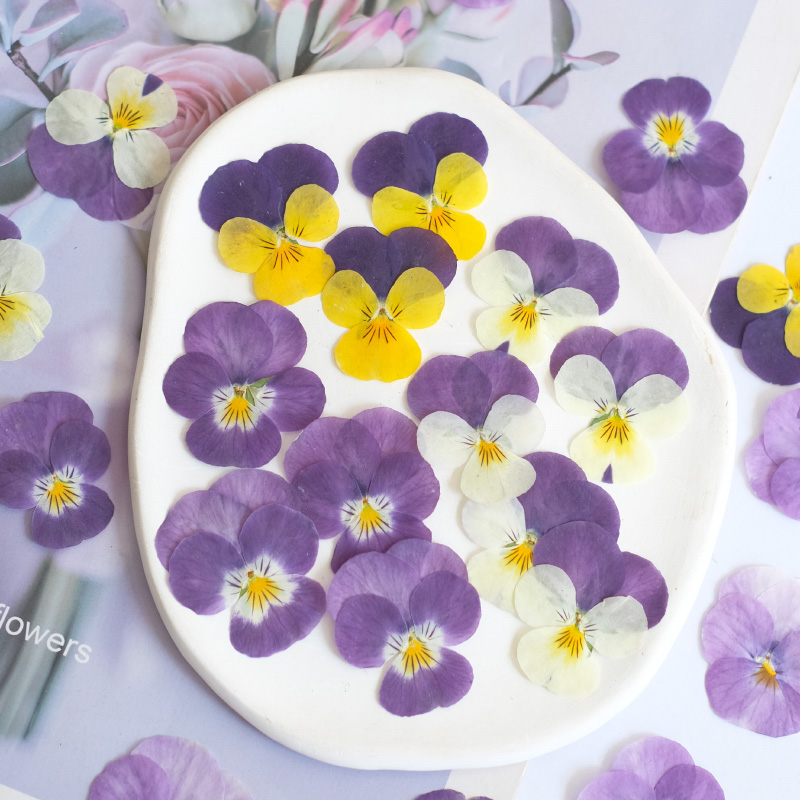12 Stück, Natur Stiefmütterche – Photo Beauty Makeup Bewertung und Preis
