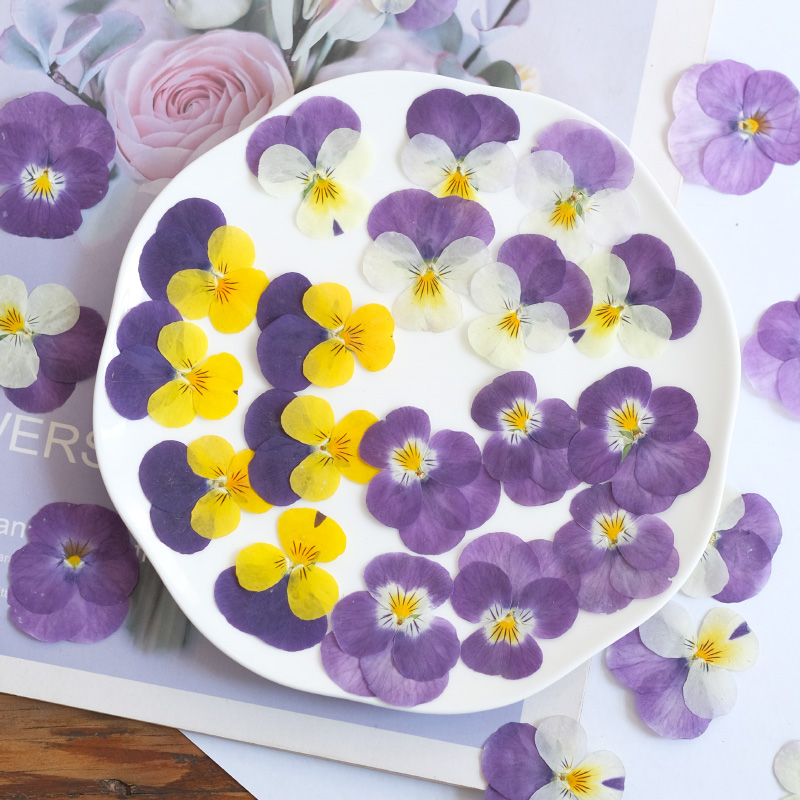 12 Stück, Natur Stiefmütterche – Photo Beauty Makeup Bewertung und Preis